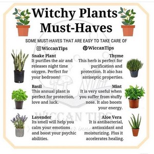 witchy plants