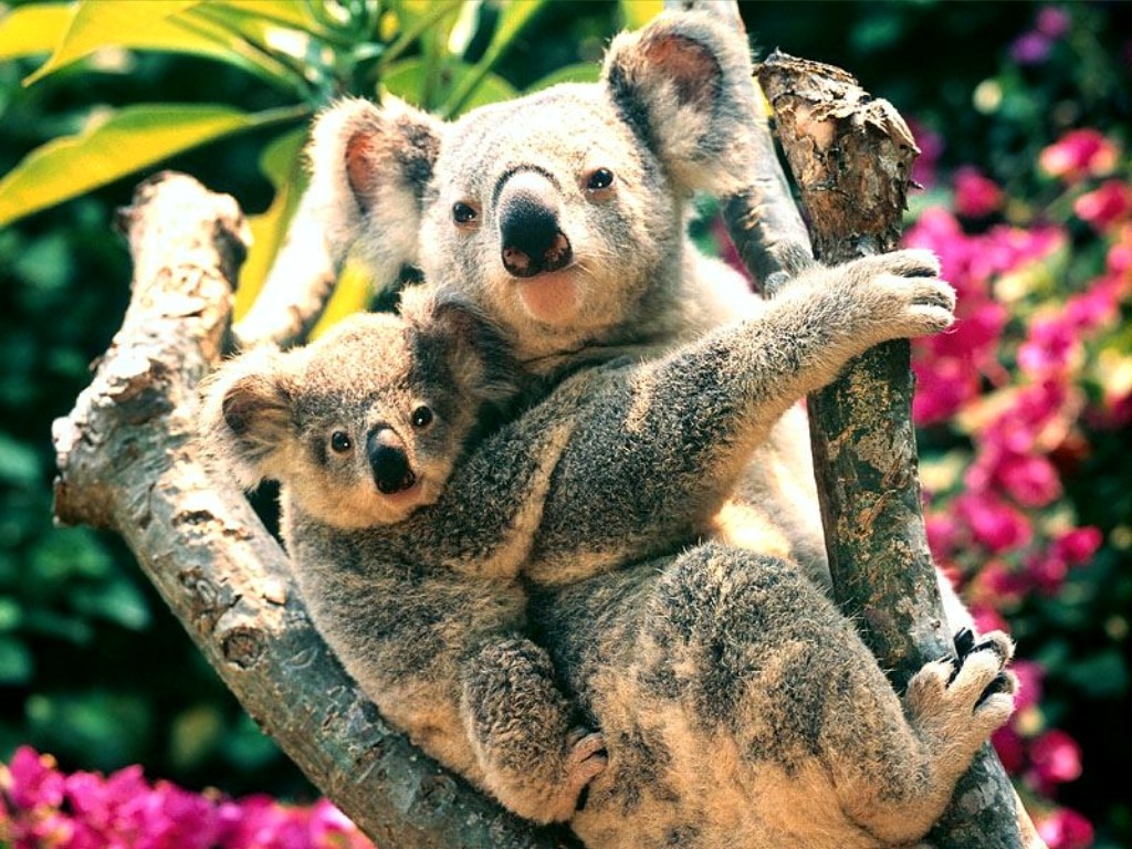 Baby Koala and Mother ❤ - ohmylantas Wallpaper (43334055) - Fanpop