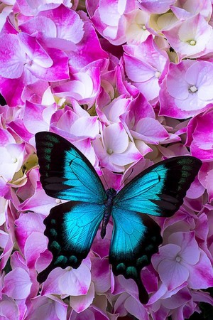  Butterfly(s)