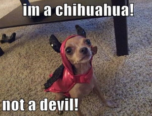  Diablo chihuahua