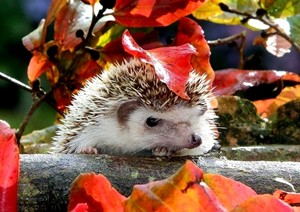  Hedgehog