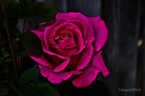  Hot rosado, rosa Roses!