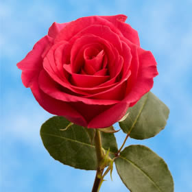  Hot màu hồng, hồng Roses!