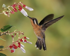 hummingbird, kolibri