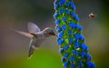 hummingbirds - Hummingbird wallpaper