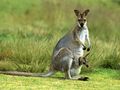 Kangaroo - australia photo