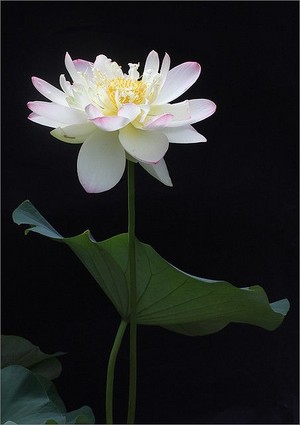  Lotus fiore