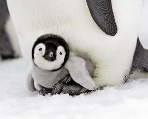 penguin, auk