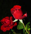 Roses - roses photo