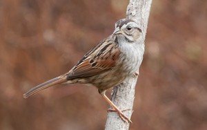  Sparrow