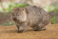 Wombat - australia photo