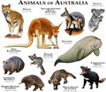 animals - australia photo