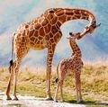 beautiful Giraffes🦒 - animals photo