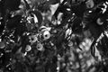black & white berries - photography photo