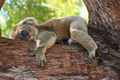 koala 2 - australia photo