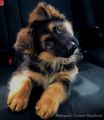 so sweet dog puppies🐶🐾❤️ - animals photo