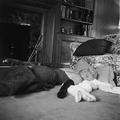 At Home With Marilyn - marilyn-monroe photo