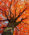 Autumn Orange Aesthetic 🧡 - autumn photo