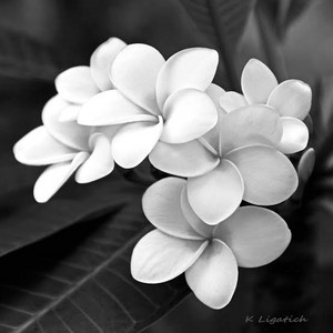 Black and white flowers 