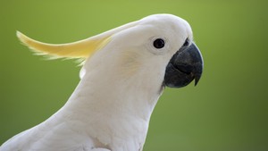  Cockatoo