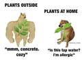Doge meme plant - random photo