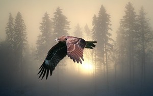  Eagle