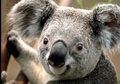 Koala - australia photo