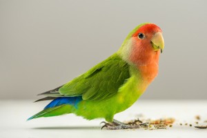 pappagallino verde africano, lovebird