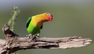pappagallino verde africano, lovebird