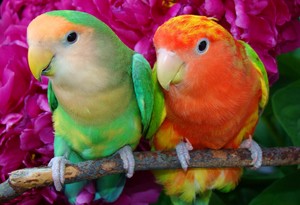  Lovebirds
