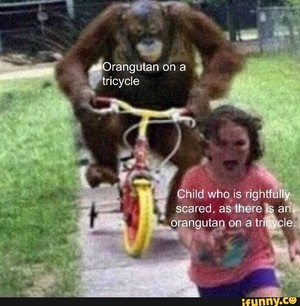  Orangutan On A Tricycle