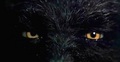 Wolf (1994) - Eyes - werewolves photo