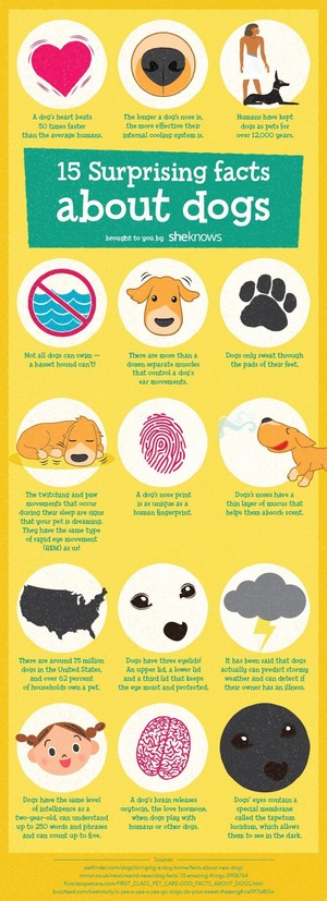  dog facts