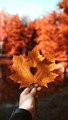 🍂Autumn Aesthetic🍁 - autumn photo