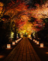 🍂🌙Autumn Nights🍂🌙 - autumn photo