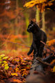 🍂Autumn black cat 🍂🖤 - autumn photo