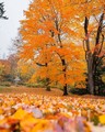 🍂Hello October🍁 - autumn photo
