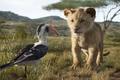 2019 Disney Film, The Lion King - disney photo