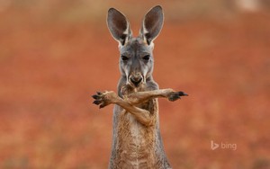  A red kangaroo, kangaruu in the Sturt Stony Desert Australia