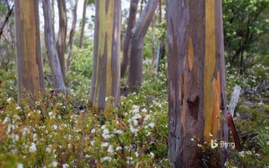  Alpine yellow gum trees and wildflowers in Tasmania