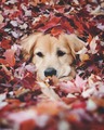 Autumn Vibes 🍁🐕🍁 - autumn photo