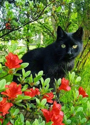  Beautiful Katzen 💕