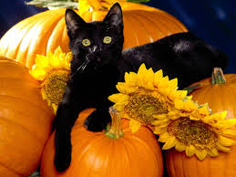 Black Cat हैलोवीन