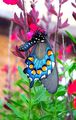 Butterfly(s)  - butterflies photo