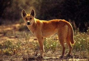  Dingo