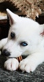 IMG 20200514 204111 - siberian-huskies photo