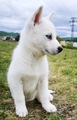 IMG 20200828 003549 - siberian-huskies photo