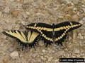 male Tiger SW & Giant SW - butterflies photo