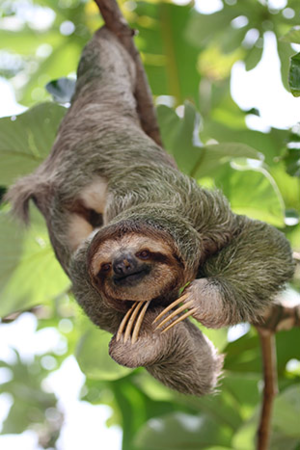  slothe