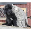 so cute Dog/cat friendships🐶💖🐈 - dogs photo